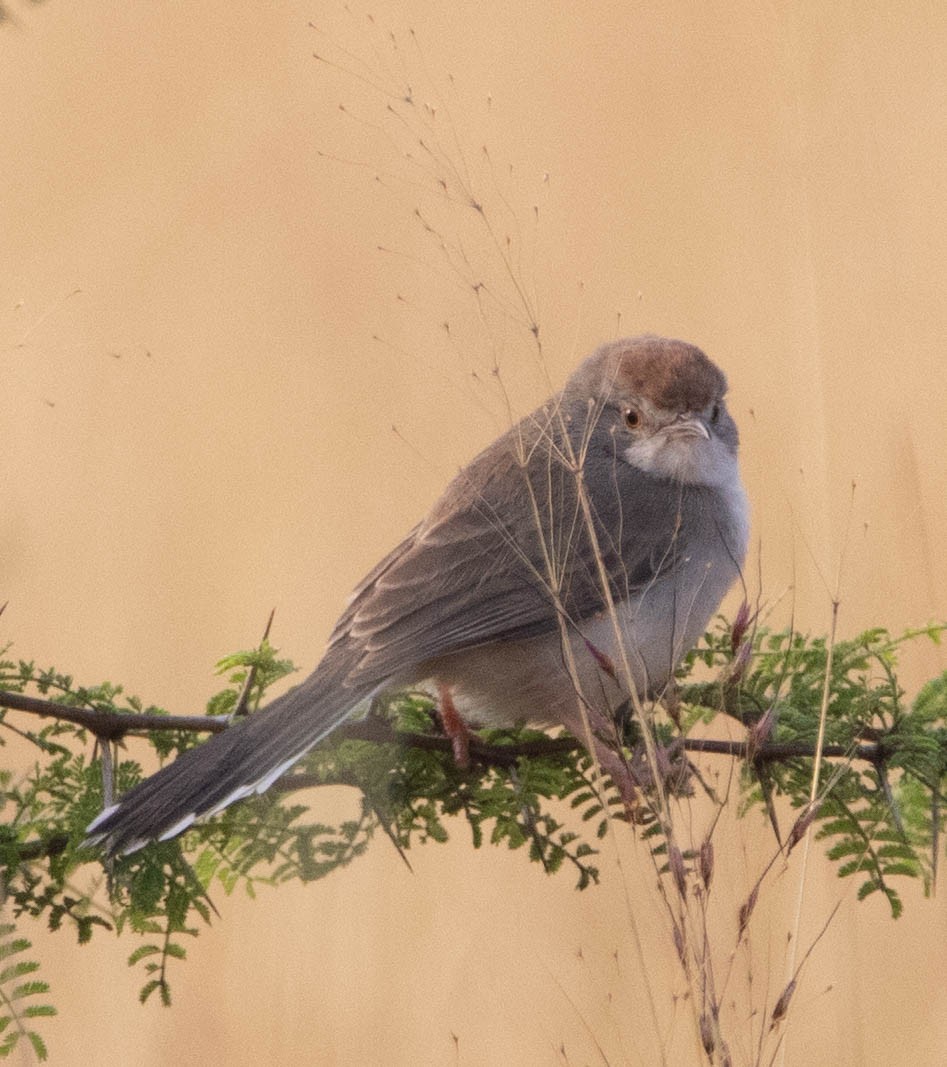 Rufous-fronted Prinia - ML294785561