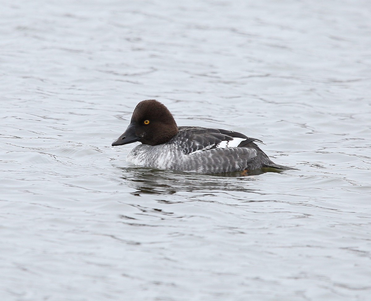 Common Goldeneye - ML294786181