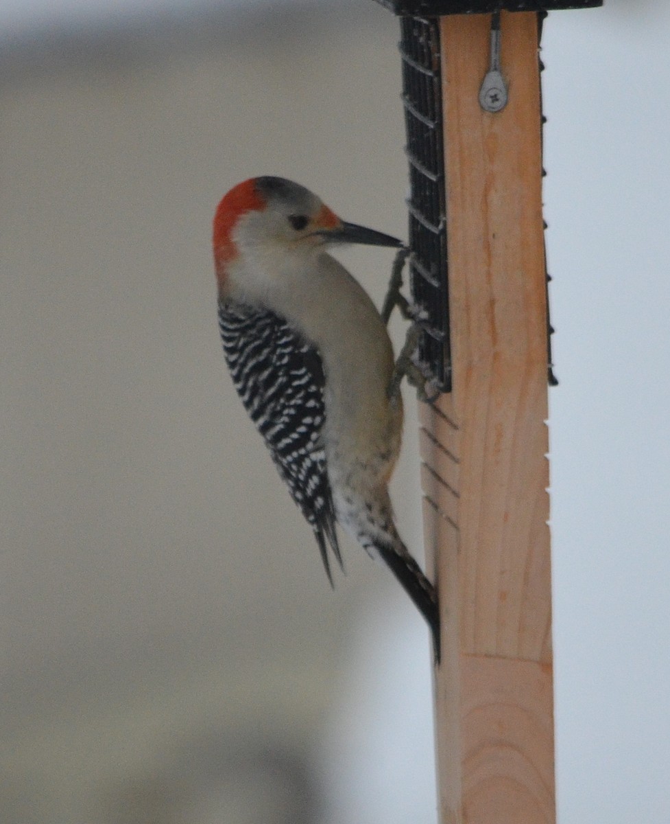 Red-bellied Woodpecker - S. Andujar