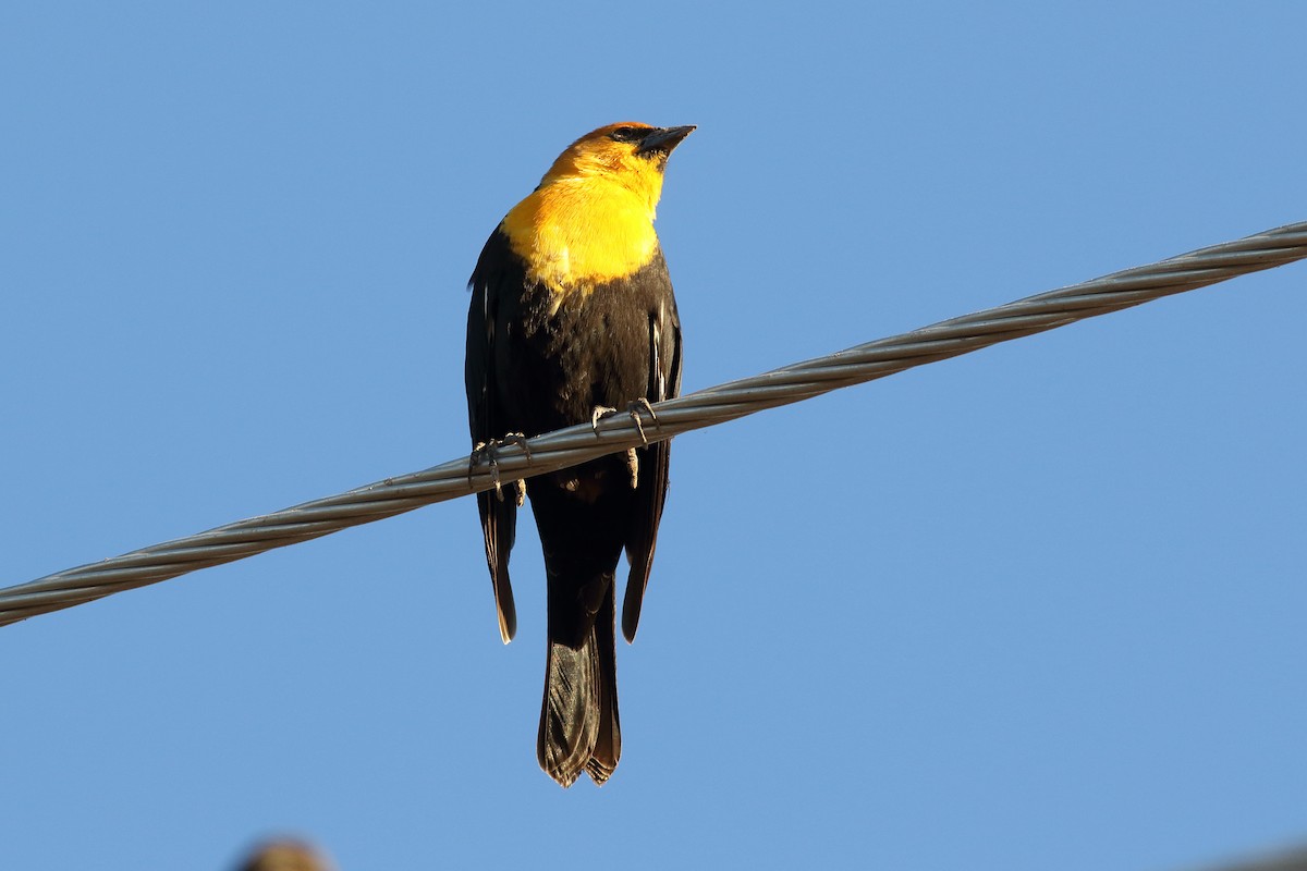 Yellow-headed Blackbird - Mark L. Hoffman