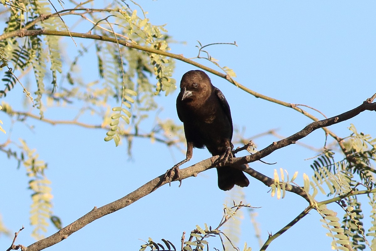 Brown-headed Cowbird - ML294788761