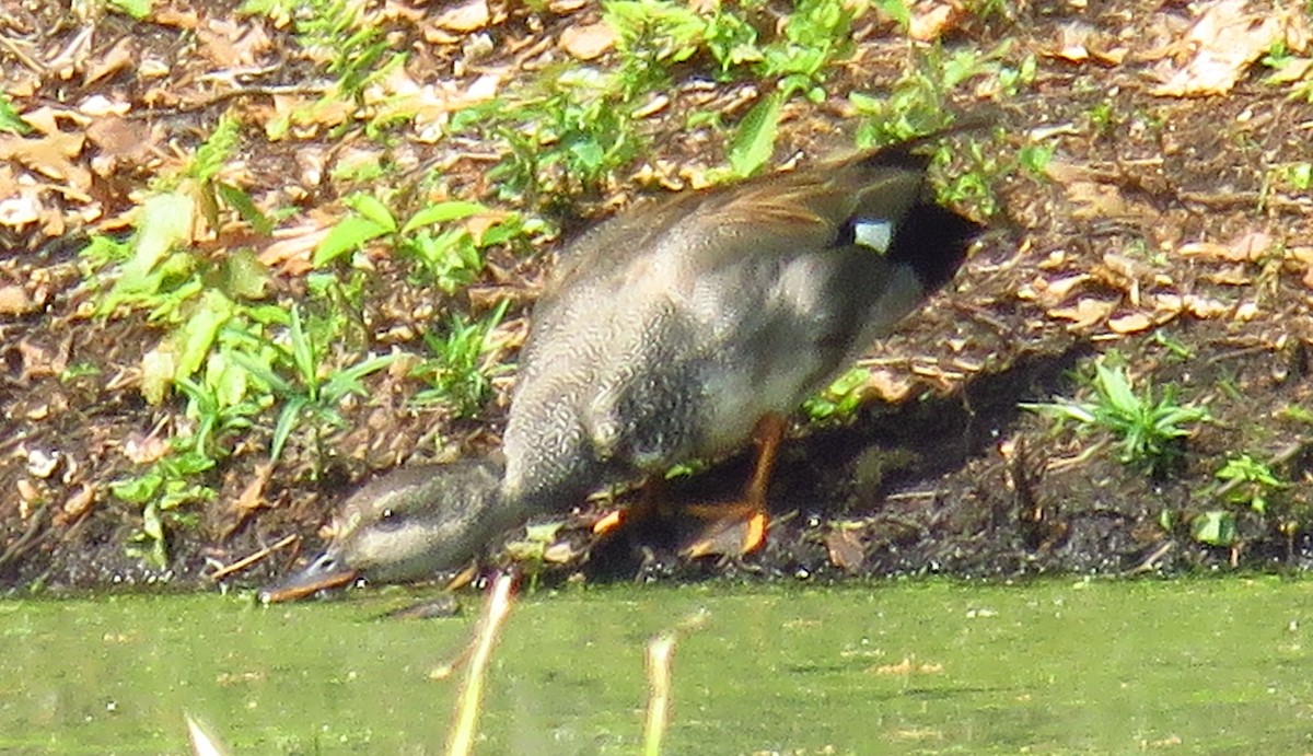 Gadwall - Bette Robo