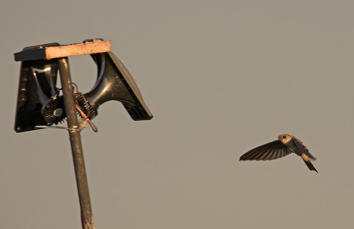 White-nest Swiftlet - Dave Bakewell