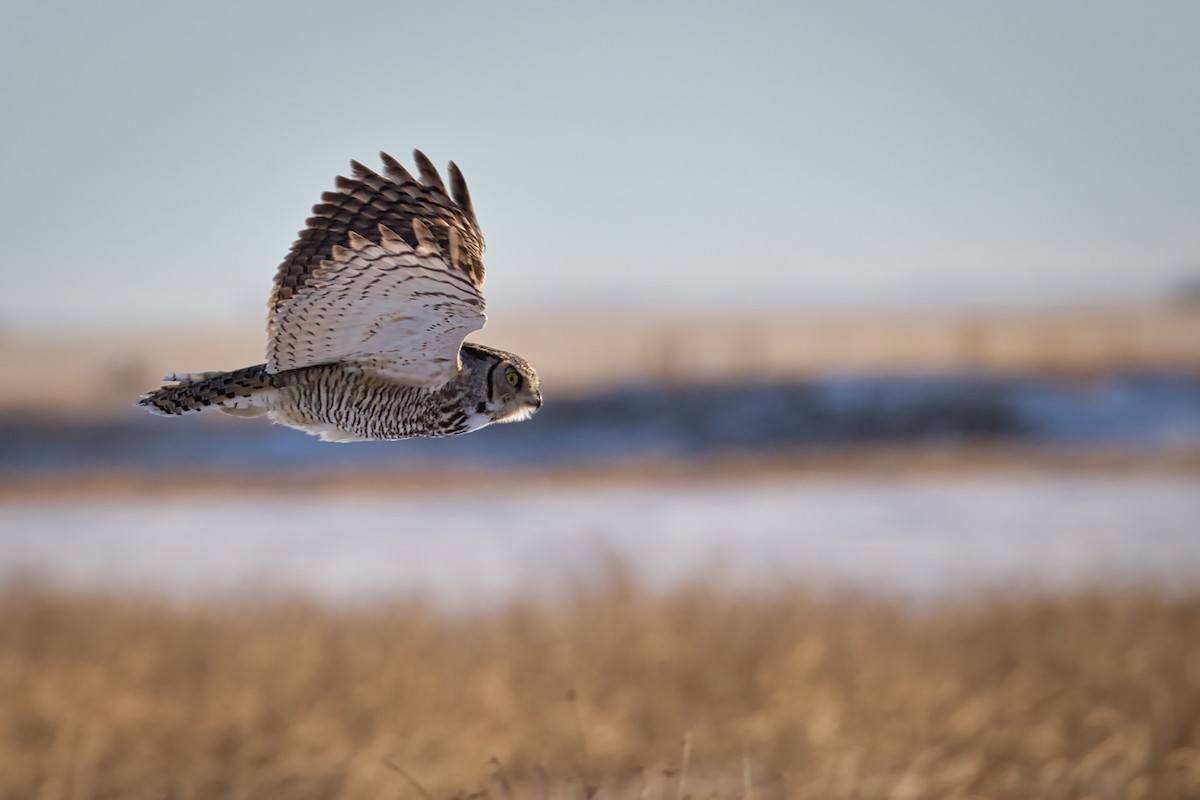Great Horned Owl - Anne Auclair  Moe