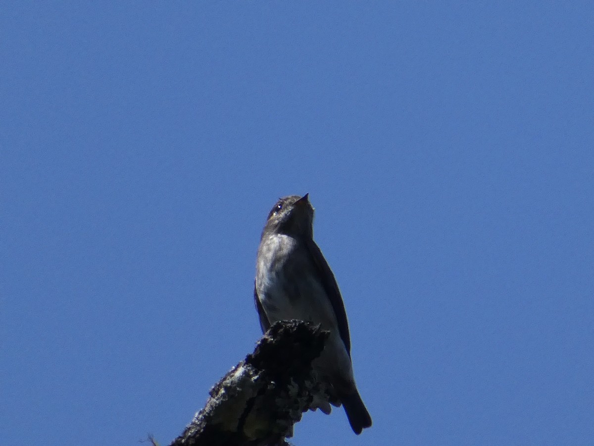 Dark-sided Flycatcher - ML294793951