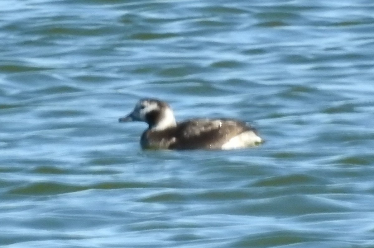 Long-tailed Duck - ML294794381
