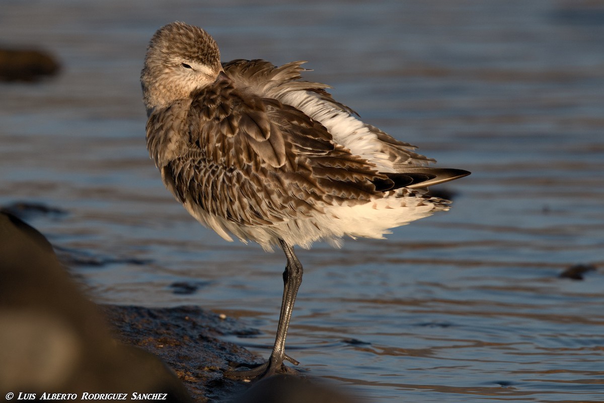 Bar-tailed Godwit - ML294796971