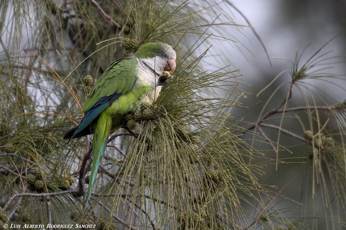 Monk Parakeet - ML294797321