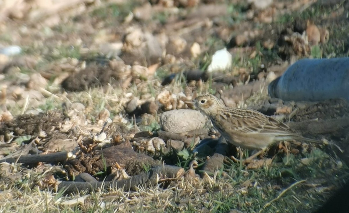 Sprague's Pipit - ML294797381