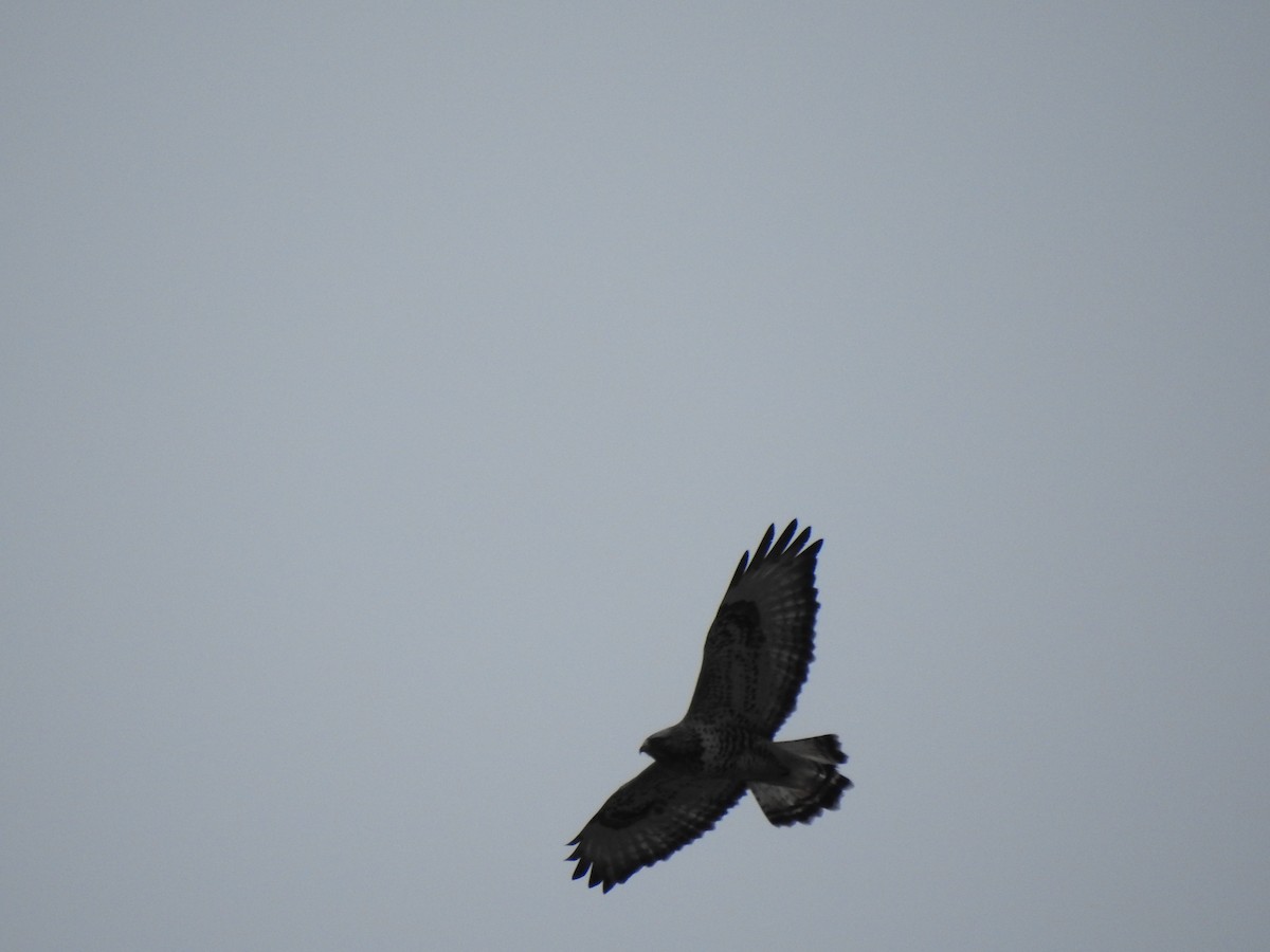 Rough-legged Hawk - Igor Kozytsky