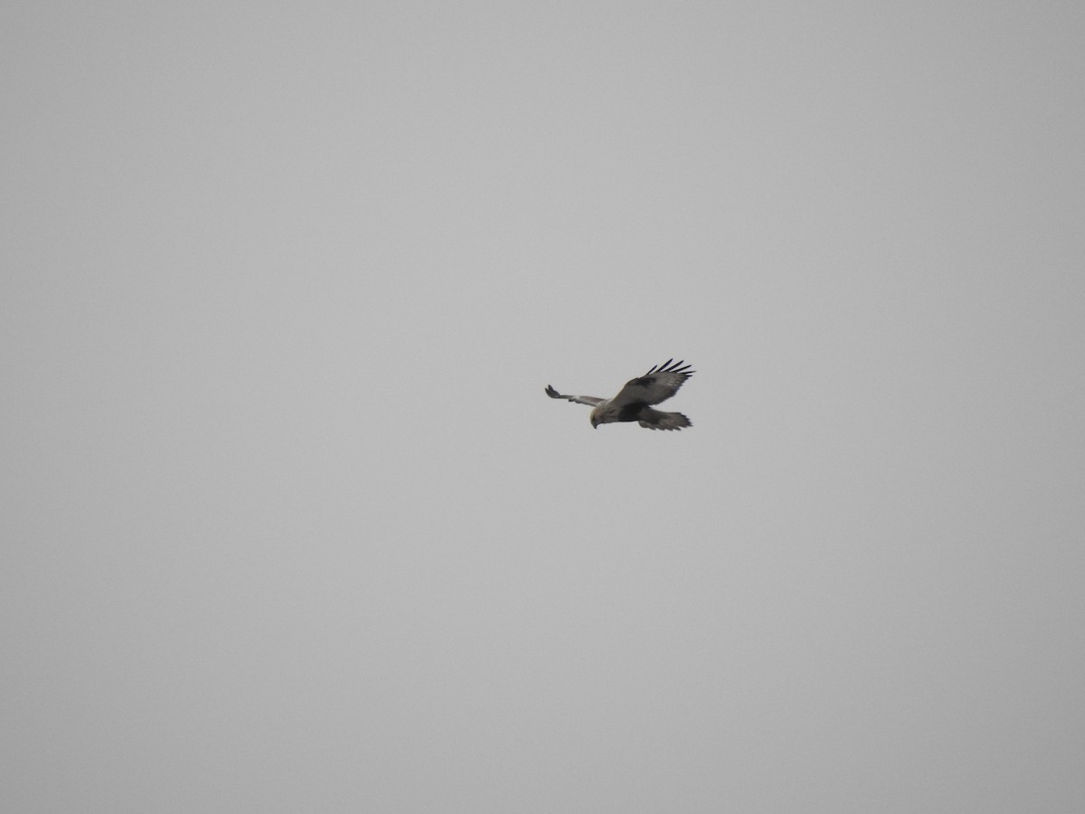 Rough-legged Hawk - Igor Kozytsky