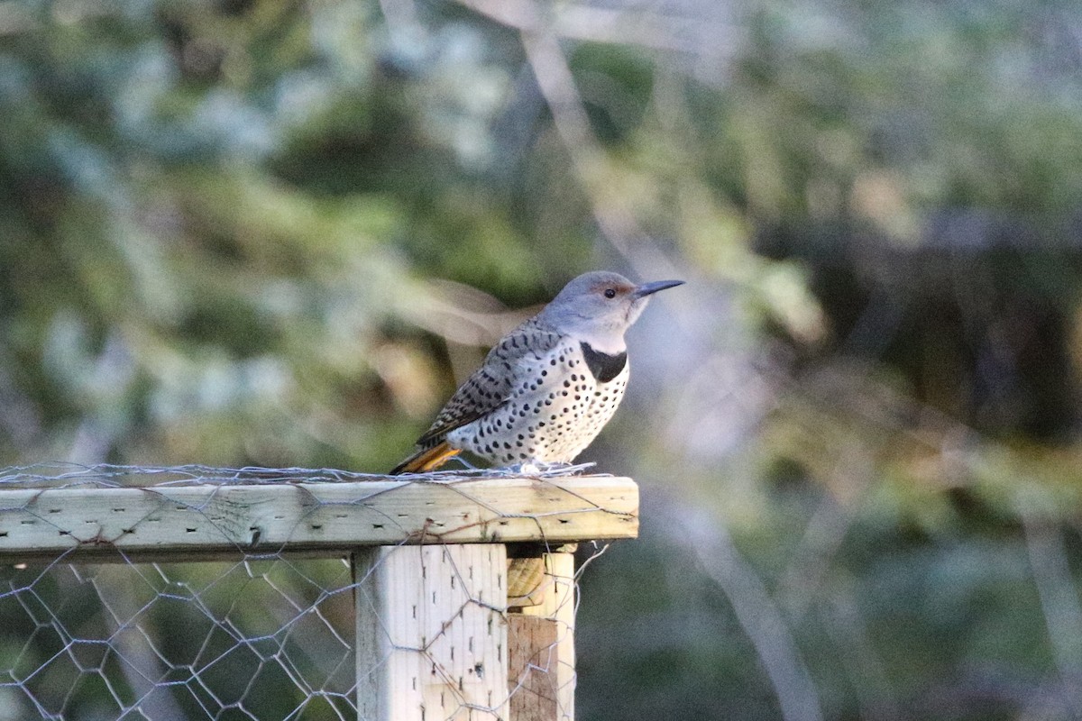 Northern Flicker (Yellow-shafted) - ML294802401