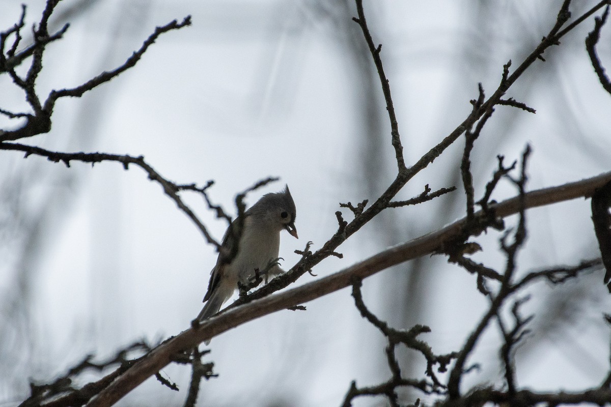 Tufted Titmouse - ML294802871