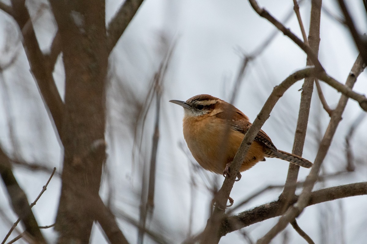 Carolina Wren (Northern) - Richard Littauer