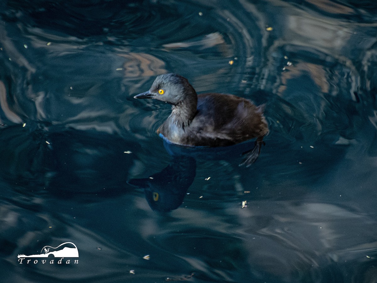 Least Grebe - ML294809321