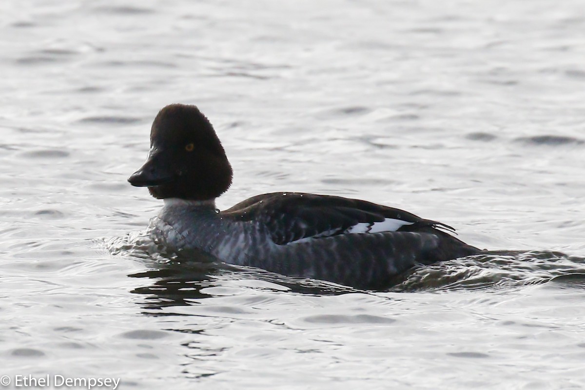 Common Goldeneye - ML294810191