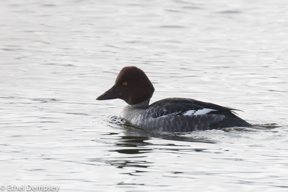 Common Goldeneye - ML294810221