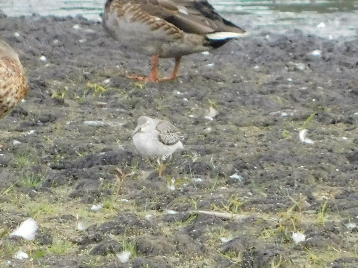 Stilt Sandpiper - ML294815871