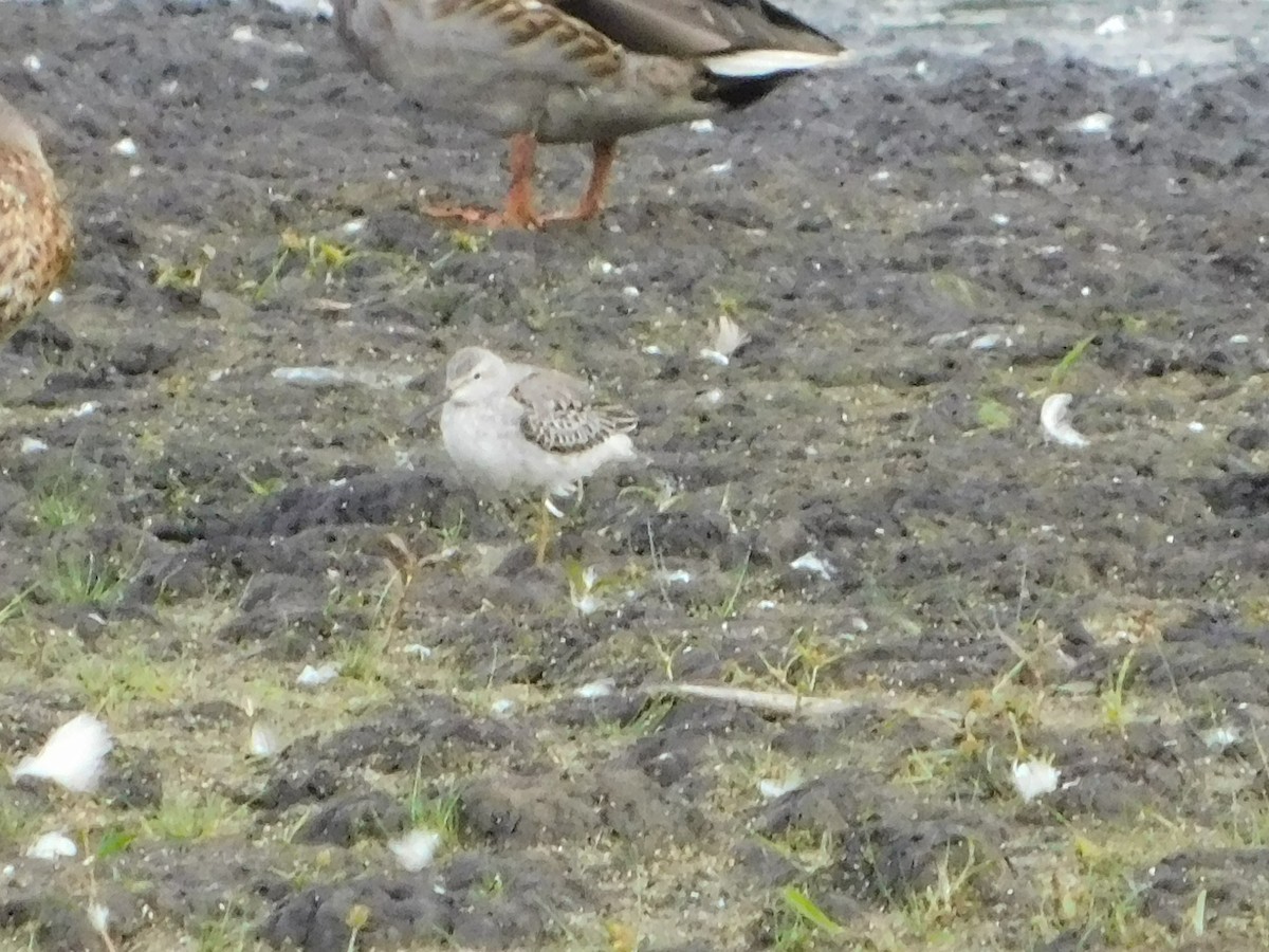 Stilt Sandpiper - ML294815901