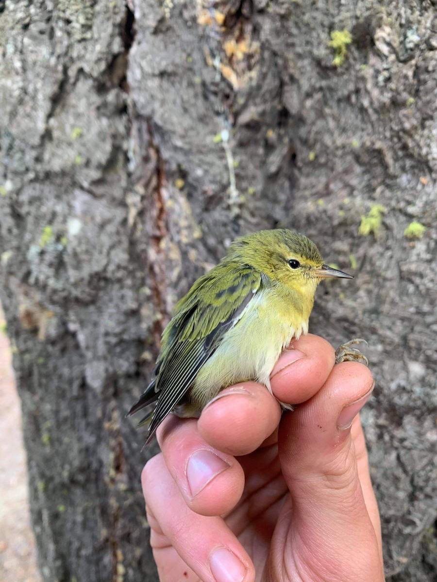 Tennessee Warbler - Kyle Lima