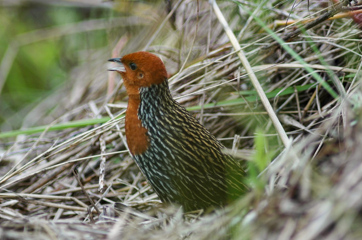 Madagascar Flufftail - Peter Kennerley