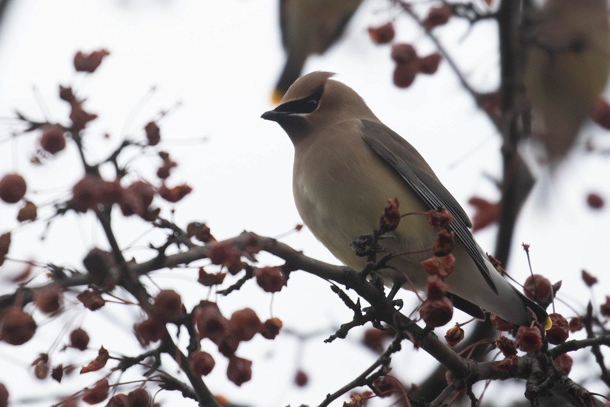 Cedar Waxwing - ML294818861