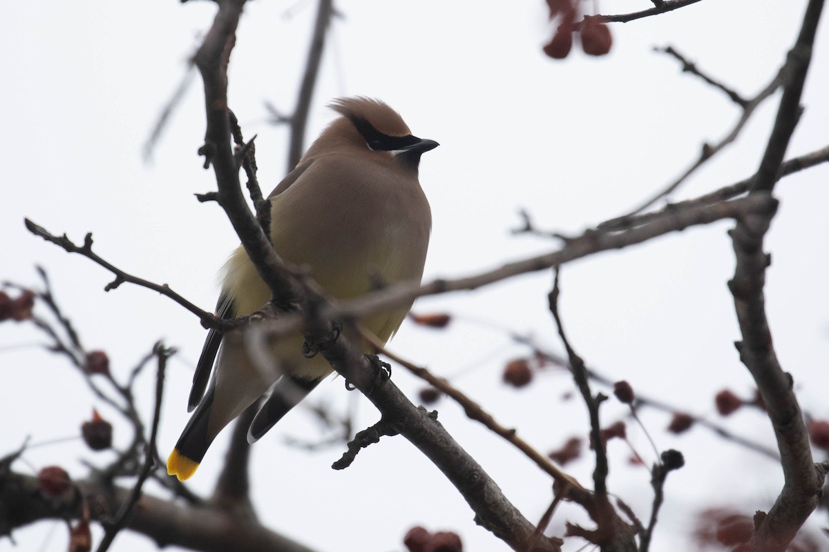 Cedar Waxwing - ML294818871