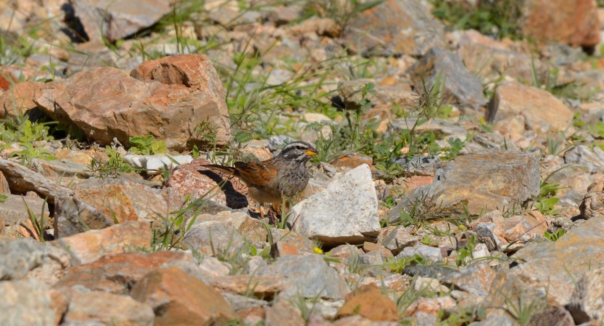 Striolated Bunting - ML294821271