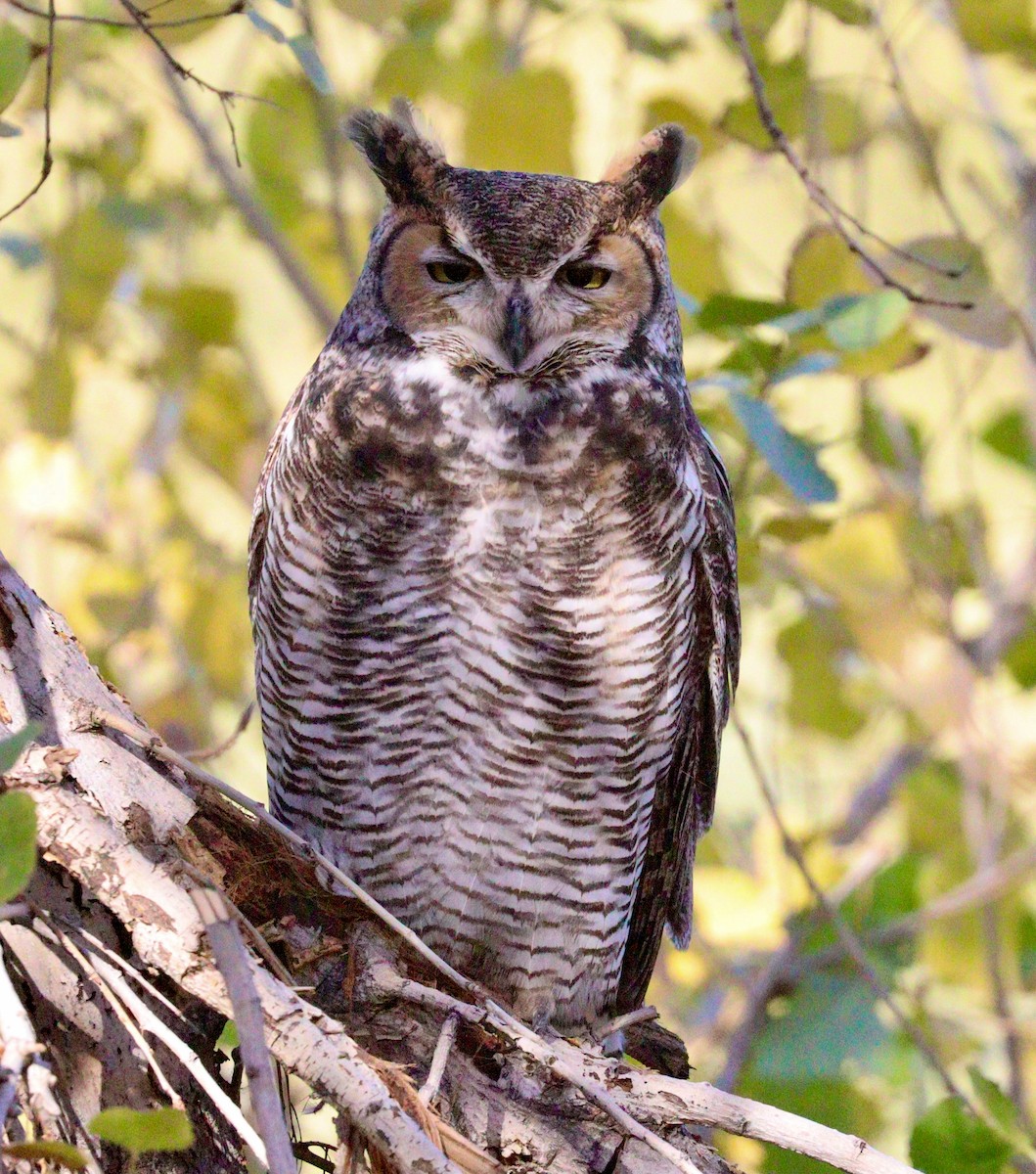 Great Horned Owl - ML294821681