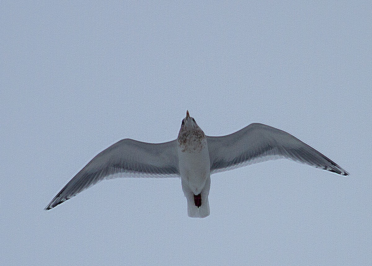 Iceland Gull (Thayer's) - ML294821791