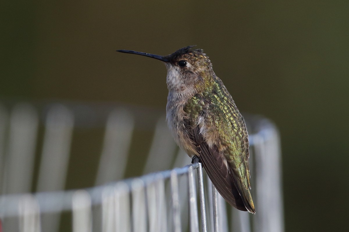 Black-chinned Hummingbird - Dustin Welch