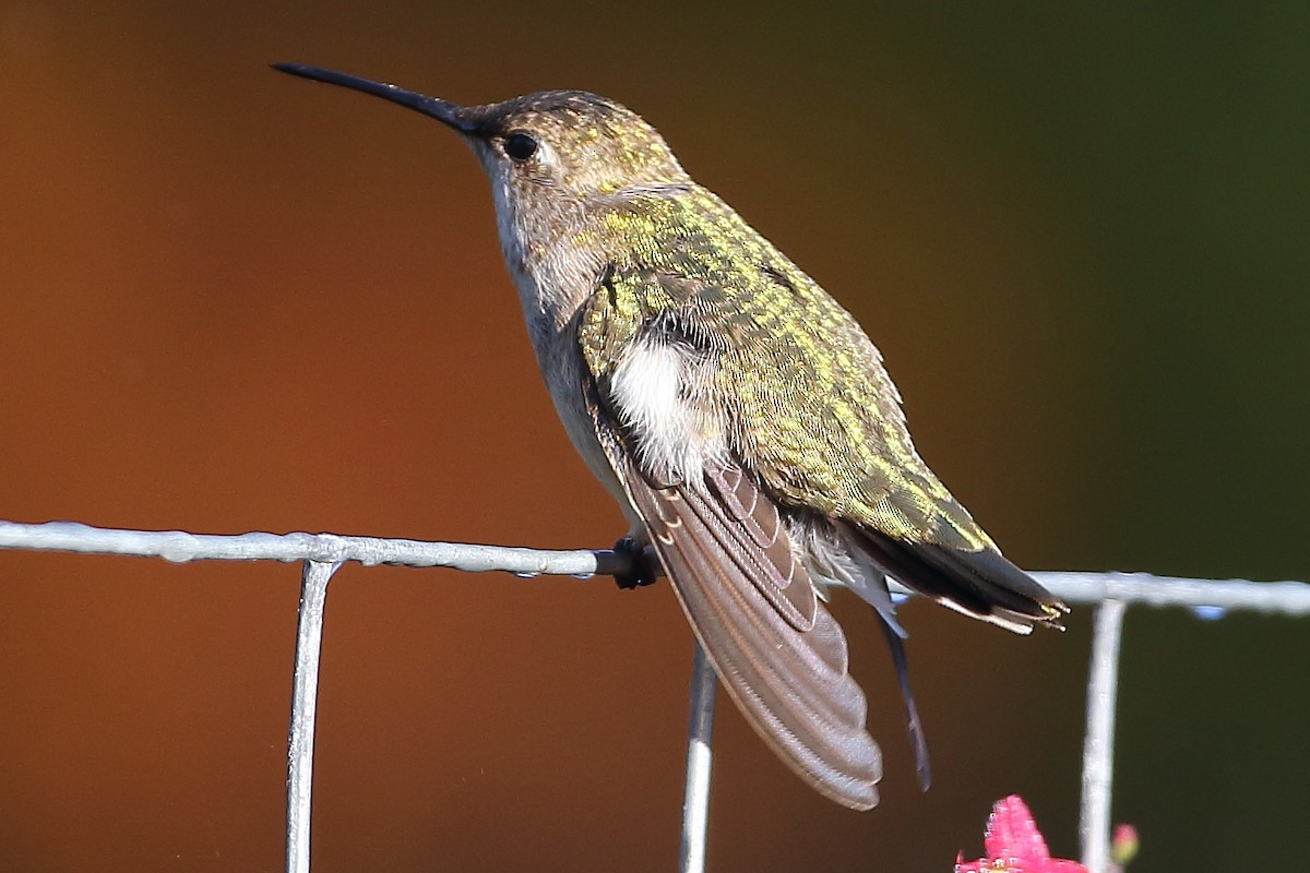 Black-chinned Hummingbird - ML294824671