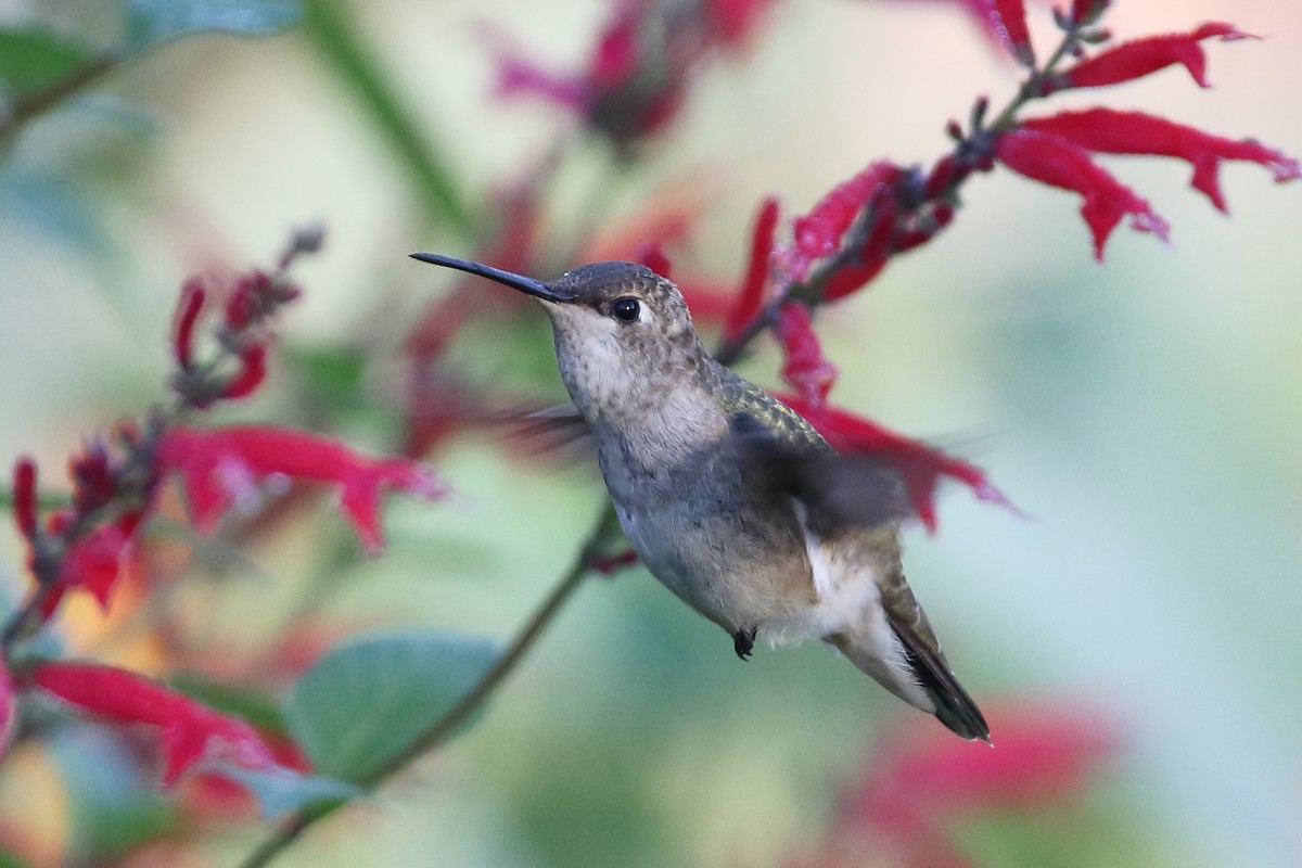 Colibrí Gorjinegro - ML294824741