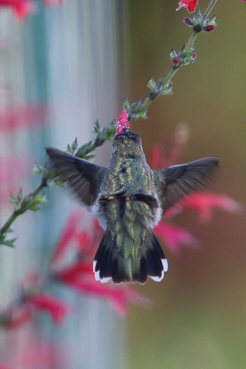 Black-chinned Hummingbird - ML294824851