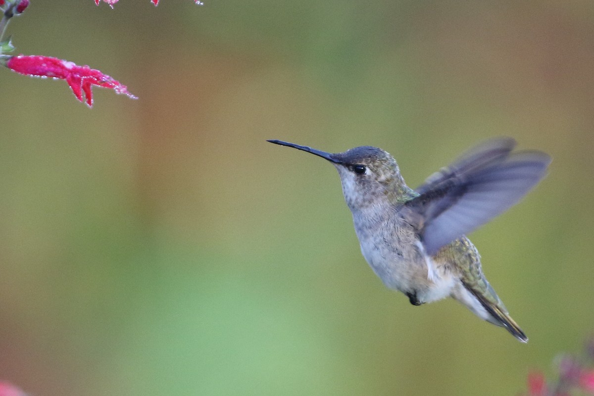 Black-chinned Hummingbird - Dustin Welch
