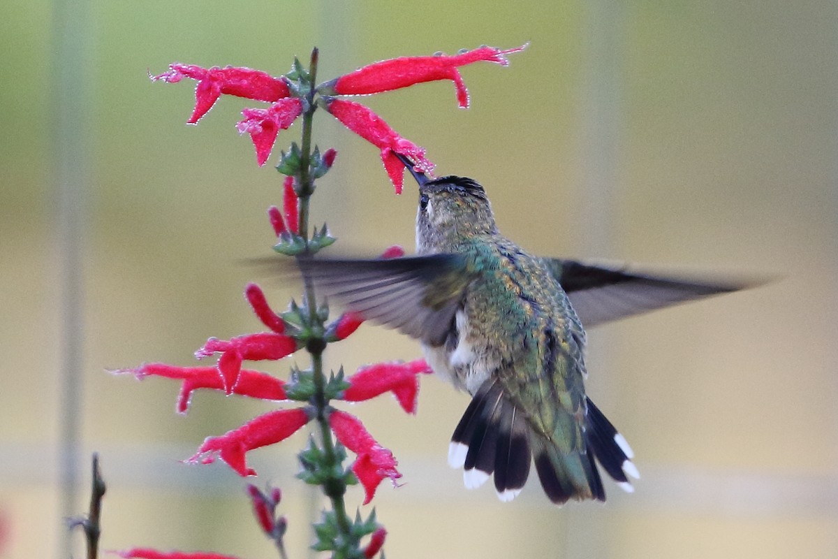 Colibrí Gorjinegro - ML294825011