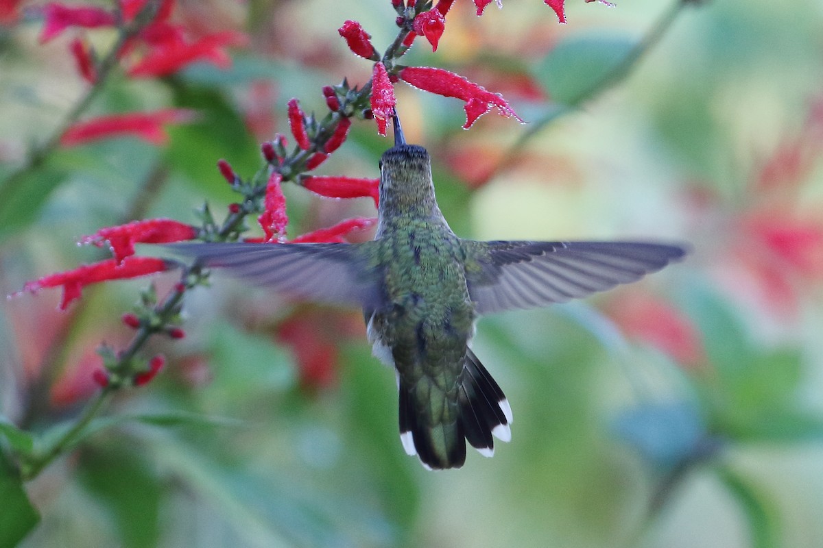 Black-chinned Hummingbird - ML294825111