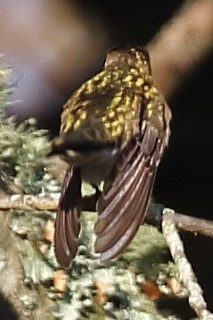 Colibrí Gorjinegro - ML294825151