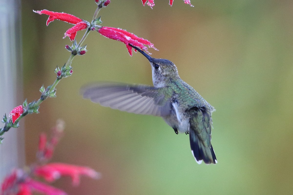 Black-chinned Hummingbird - Dustin Welch