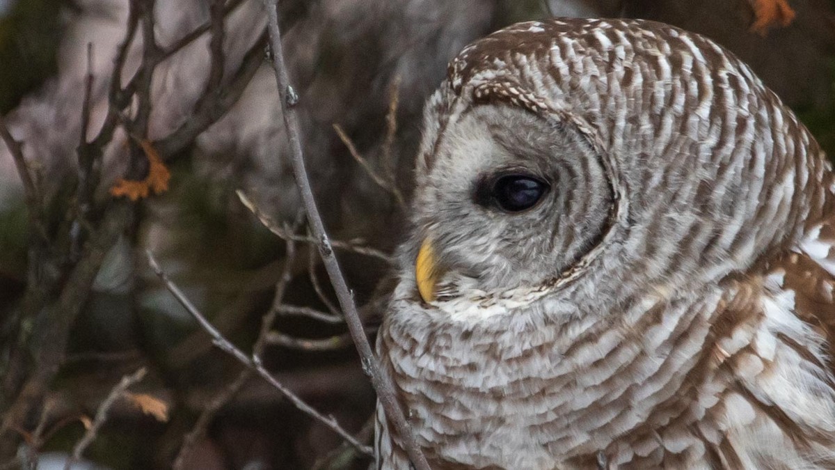 Barred Owl - ML294825401