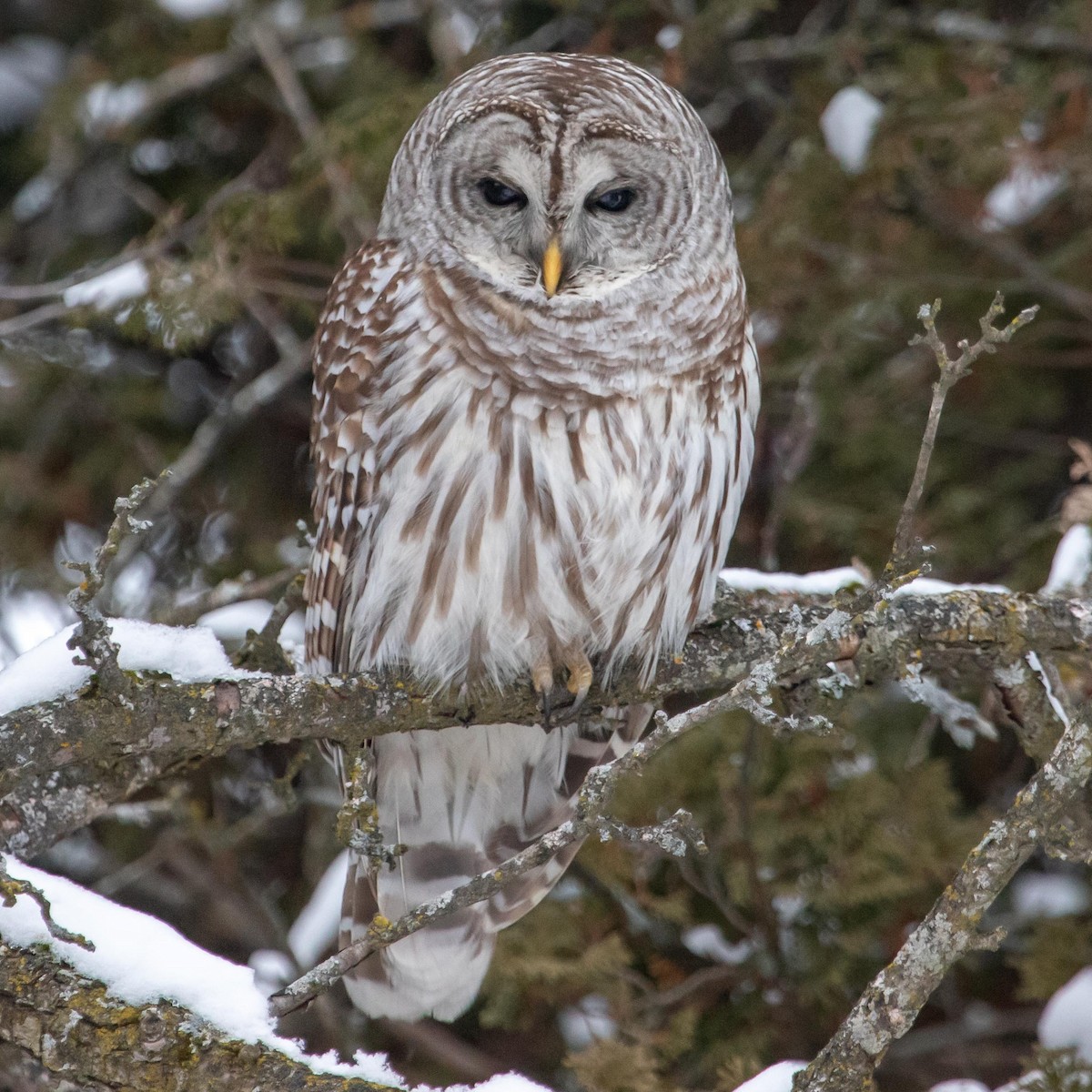 Barred Owl - Wan Chan