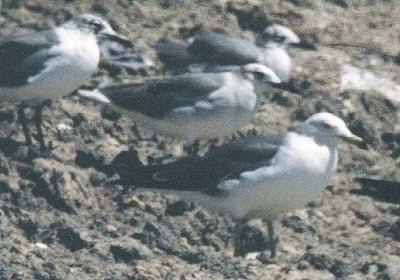 Black-tailed Gull - ML29482701