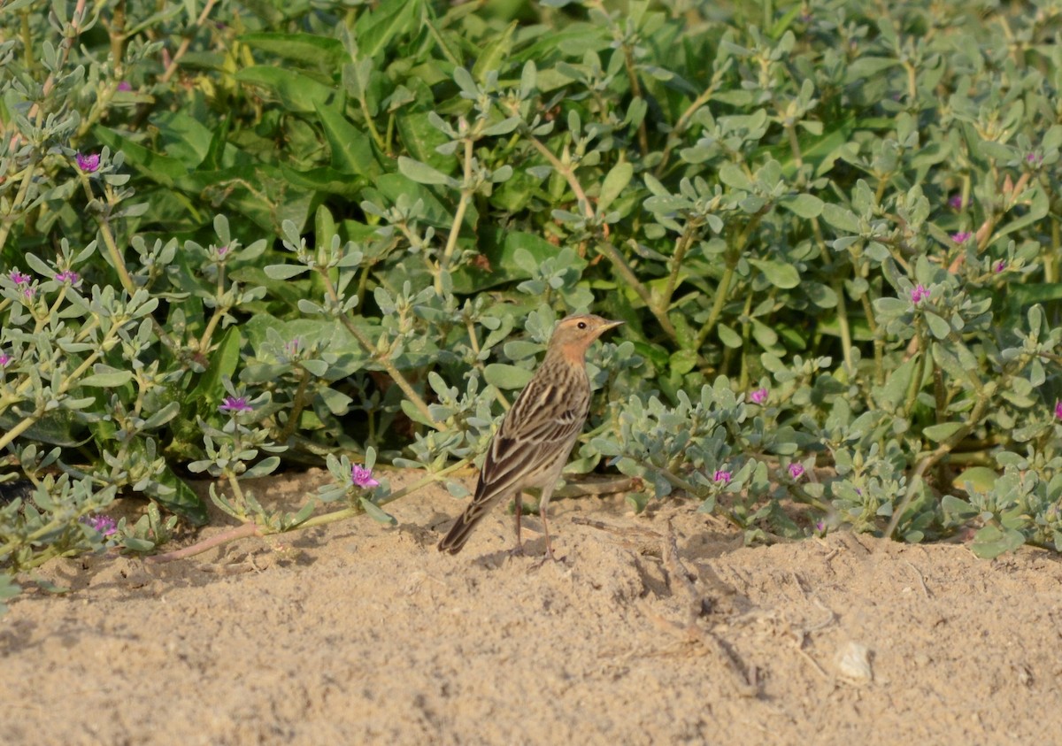 Pipit à gorge rousse - ML294827181