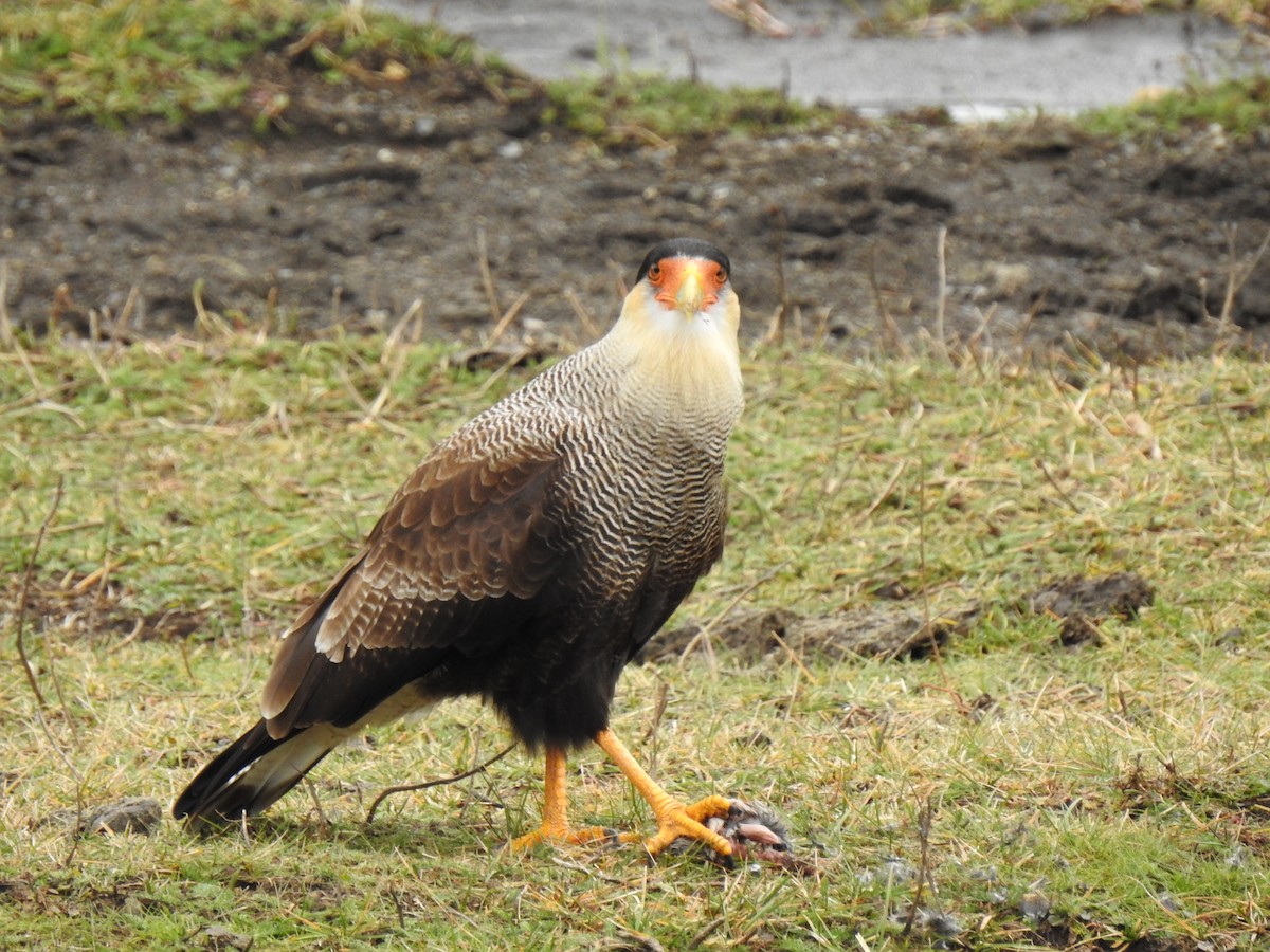 Crested Caracara (Southern) - ML294829071
