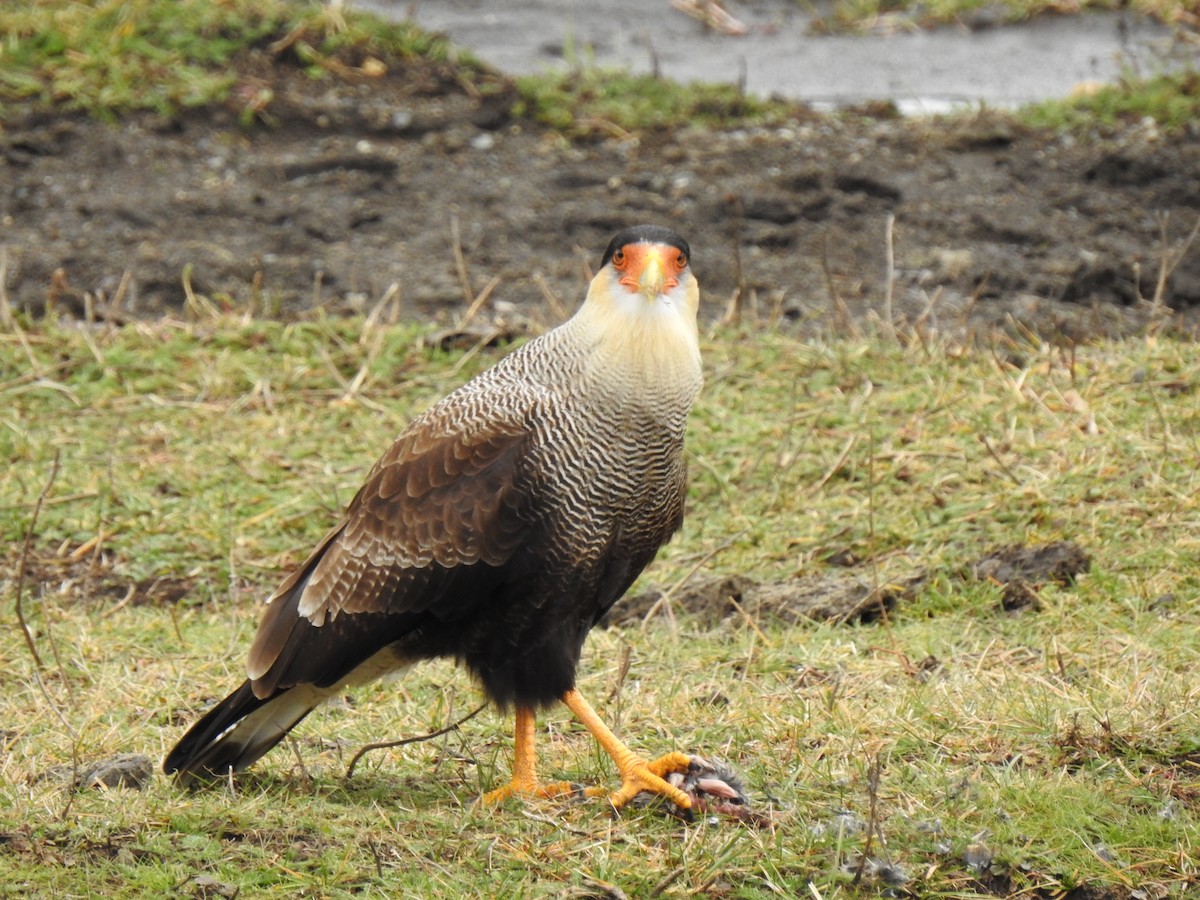 Caracara Carancho (sureño) - ML294829071