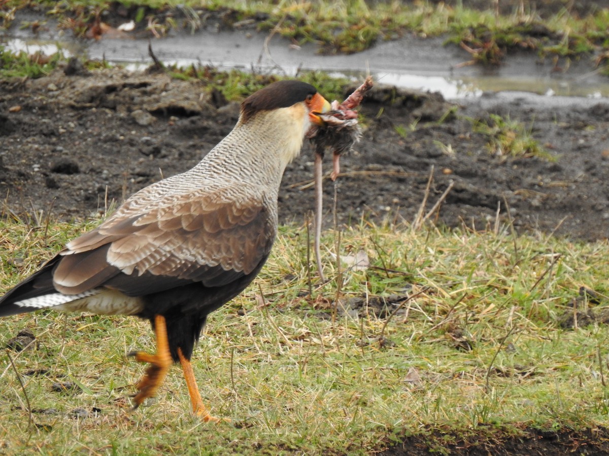 Crested Caracara (Southern) - ML294829521
