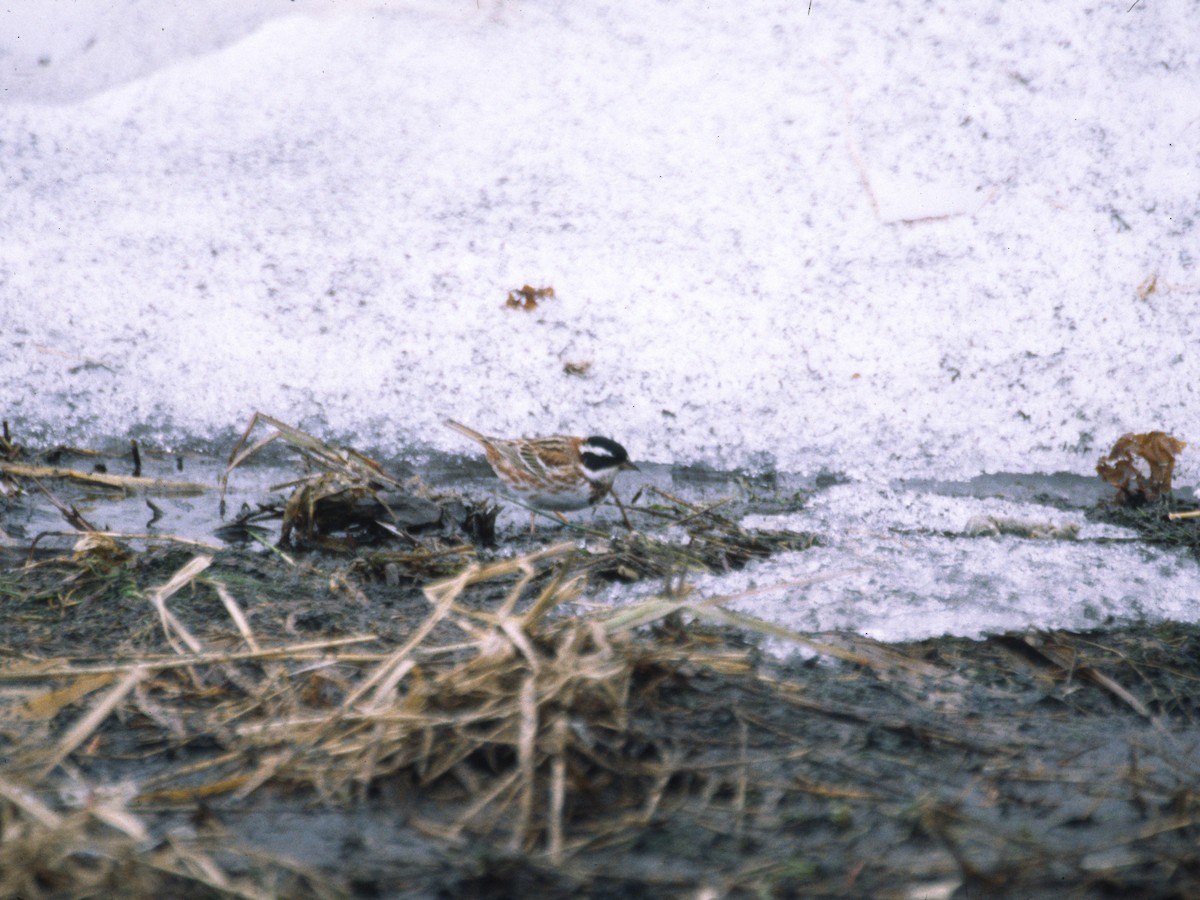 Rustic Bunting - ML294830491