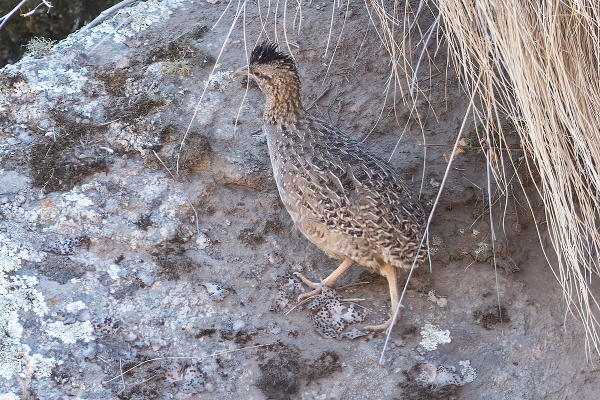 Andean Tinamou - Daniel Field