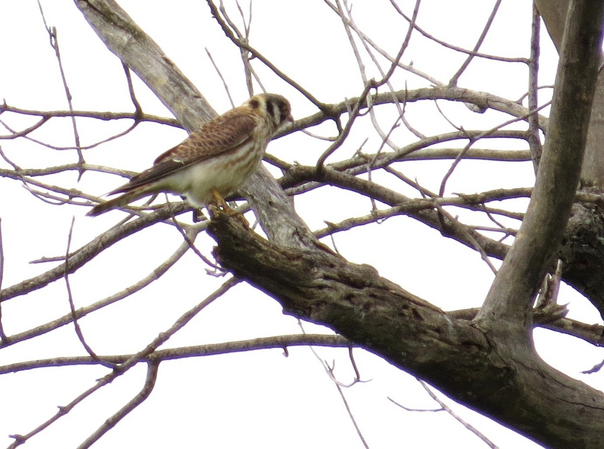 American Kestrel - Davida Kalina