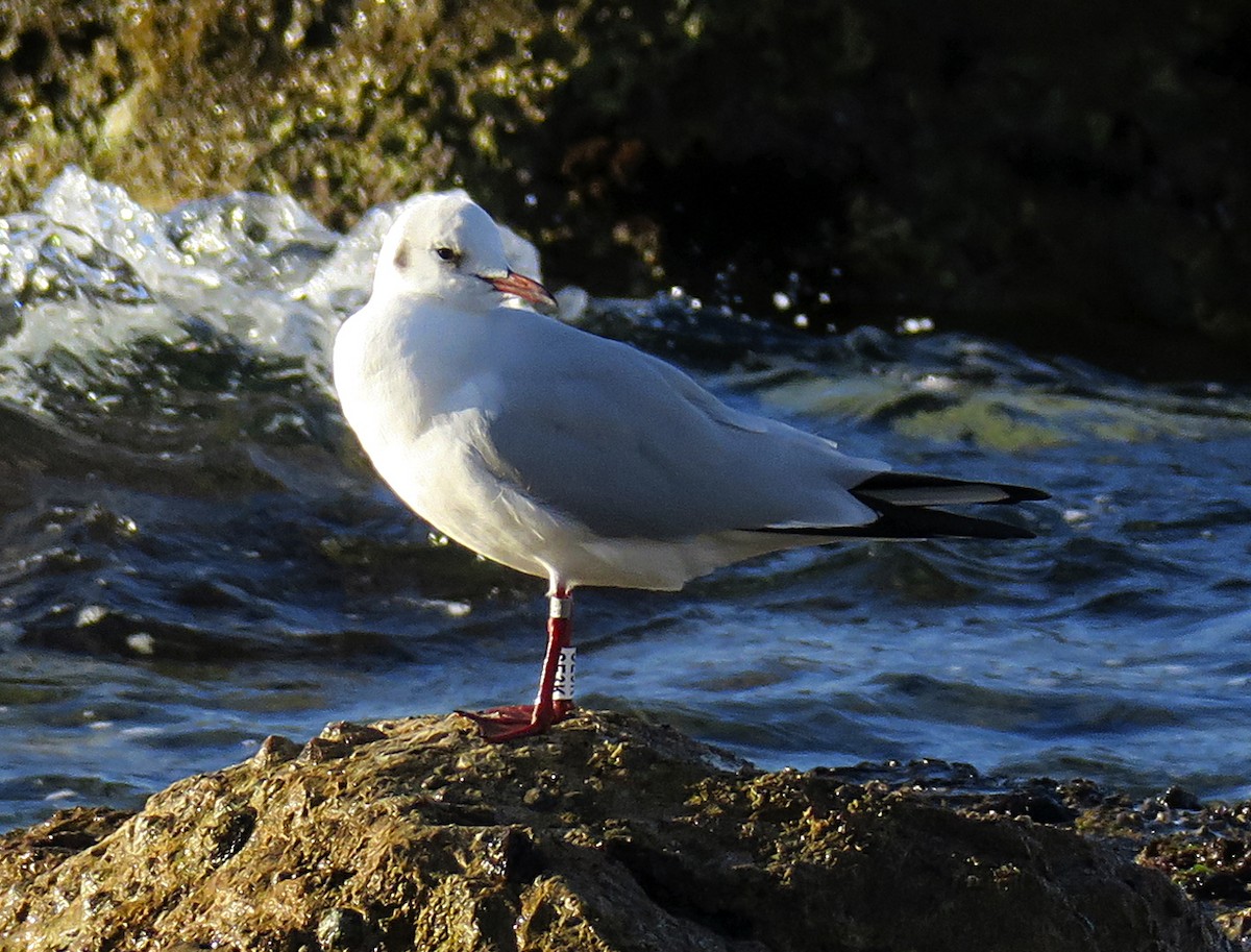 Black-headed Gull - Juan Pérez